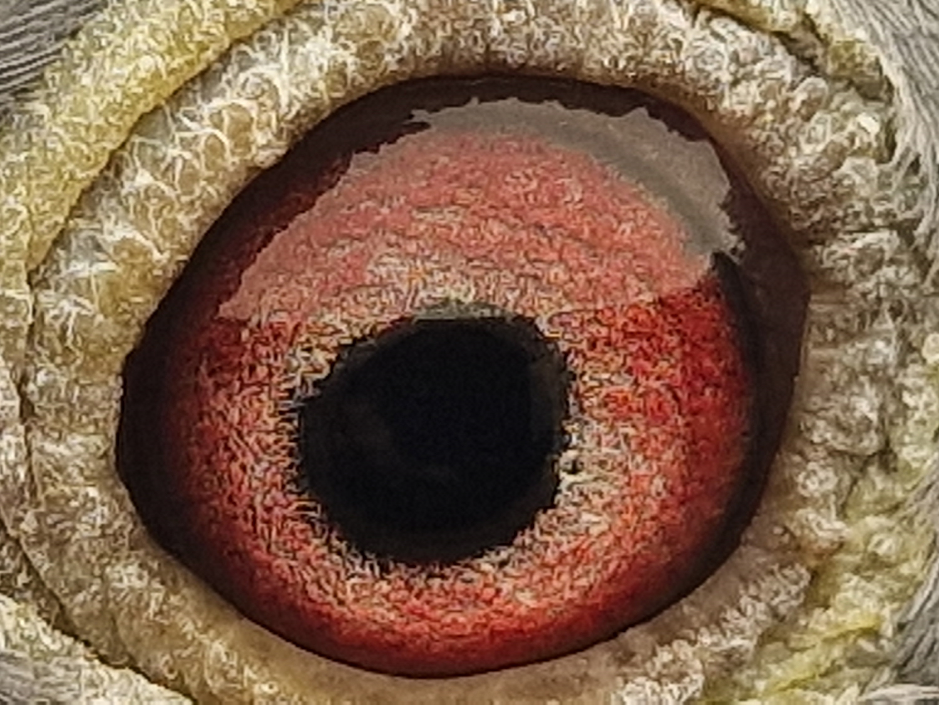 Pigeon eye